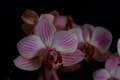 Phalaenopsis IMG_3863 Storczyk